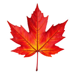 Vibrant Red Maple Leaf Isolated on a Clean Background