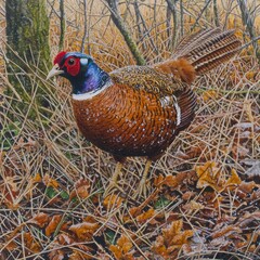 Fototapeta premium A vibrant male pheasant stands among autumn leaves, showcasing its colorful plumage against a blurred natural backdrop.