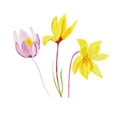 bouquet of yellow and white spring flowers. Hand drawn illustration.