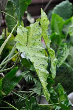 Paraiso Verde or Philodendron paraiso verde or verdant paradise or Philodendron paraiso and rain drop