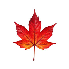 Fototapeta premium Vivid Red Maple Leaf Showcasing Autumn Colors and Details