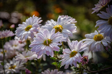 Chrysanthemums in drops of dew.