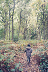 Naklejka premium Child hiking by English forest in Autumn November using a branch as walking stick. Beautiful autumnal colors in woodland with ferns. Nature immersion, healthy lifestyle, children outdoors concept.