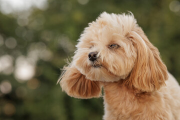 portrait of cute brown dog toy poodle in the wind in the park, strong wind