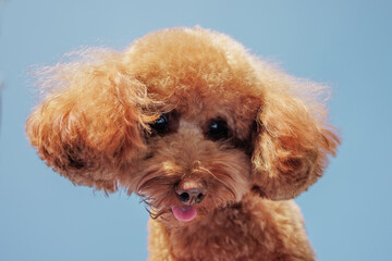 mile happy brown dog toy poodle peeking out on blue background, bottom view