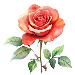red rose isolated isolated transparent background

