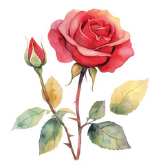 Fototapeta premium red rose isolated isolated transparent background 