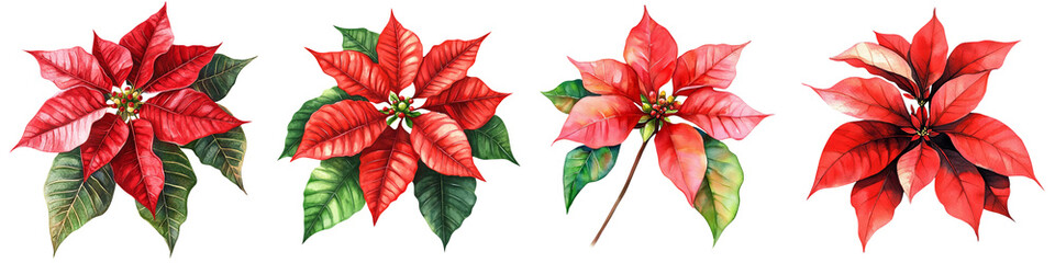 Obraz premium Poinsettia flowers arranged on a white isolated background.,transparent background.