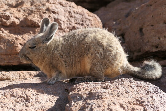 Chinchilla sauvage