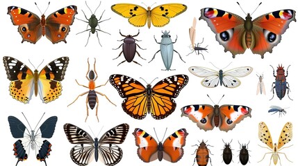 Butterflies_and_insects_of_various_forms_on_a_white