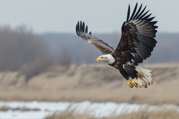 Obraz premium Majestic bald eagle soaring gracefully above a serene winter landscape near a frozen river