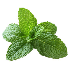 Fresh mint leaves isolated on a transparent background showcasing vibrant green color and textural details of the herb, Fresh mint leaves isolated on transparent background