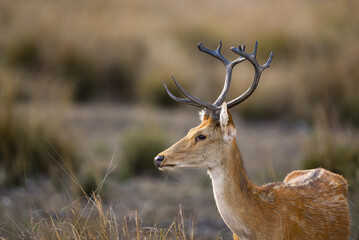 Male Barasingha or Rucervus duvaucelii or Swamp deer closeup or portrait of elusive and vulnerable animal species side face profile kanha national park forest tiger reserve madhya pradesh india asia
