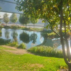 lake in the park