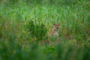 indian wild shy female leopard or panther or panthera pardus with eye contact trying to hide or camouflage in green grass in winter season outdoor jungle safari at jhalana forest reserve jaipur india
