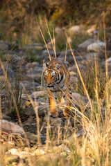 wild female bengal tiger or tigress or panthera tigris walking head on looking straight into eyes in winter season safari at jim corbett national park forest reserve uttarakhand india