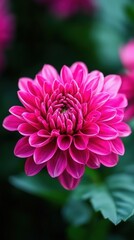 Obraz premium Vibrant pink dahlia blooms in a lush garden during a sunny afternoon