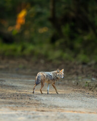 Wild indian golden jackal or Canis aureus walking on safari road or forest track head turn in cold winter morning at dhikala zone of jim corbett national park forest tiger reserve uttarakhand india