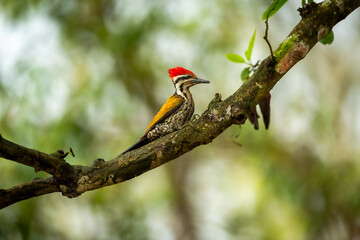 Himalayan flameback or goldenback woodpecker or three toed woodpecker or Dinopium shorii male bird perch in natural scenic green background at pilibhit national park tiger reserve uttar pradesh india