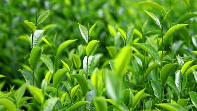 Green tea plant field in Munnar, Kerala - India