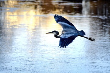 A graceful heron gliding over a serene lake during the golden hour of sunset