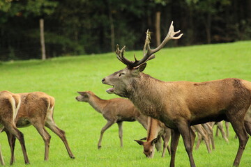 Male red deer with impressive antlers on a green meadow