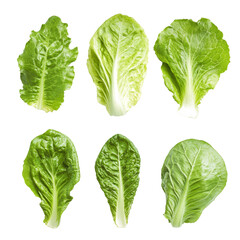 Freshly harvested lettuce leaves arranged neatly on a clean transparent background for culinary use and presentation, Lettuce leaves isolated on transparent background