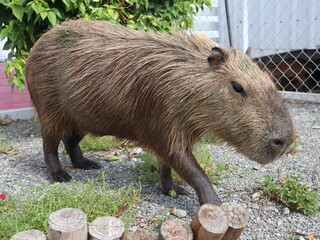 animal element of capybara design for farm concept