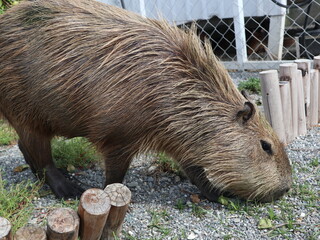 animal element of capybara design for farm concept