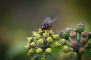 fly on a flower