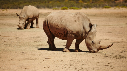 Naklejka premium Rhino, safari and wildlife conservation for environment, indigenous and nature with endangered species. Animals, herbivore and grassland with ecosystem, habitat and sustainability for biodiversity