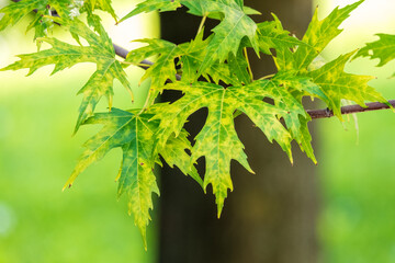 Spring branches of maple tree with fresh green leaves. Acer saccharinum, silver maple