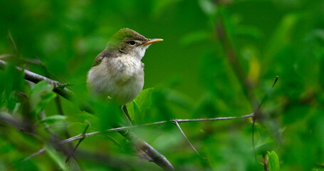 Eastern olivaceous warbler // Blassspötter (Iduna pallida) - Lake Kerkini, Greece