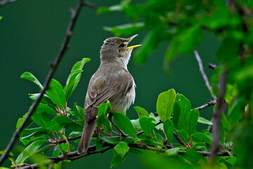 Eastern olivaceous warbler // Blassspötter (Iduna pallida) - Lake Kerkini, Greece