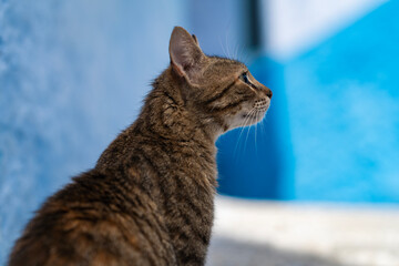 Streets of Chefchaouen, Morocco.