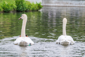 Two Graceful white Swans swimming in the lake, swans in the wild