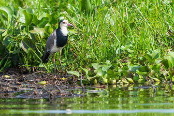 Long-toed lapwing (Vanellus crassirostris)