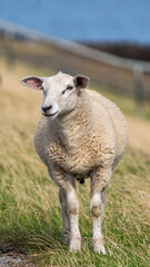 Fototapeta premium Sheep on Sylt, Germany.