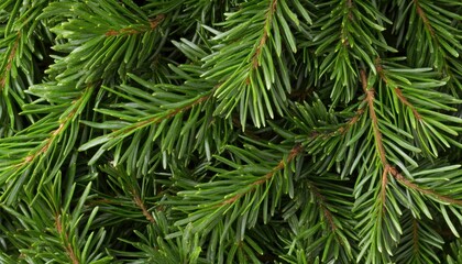 Close-up of green fir tree branches for a cozy Christmas atmosphere in winter