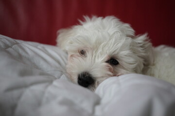 The image shows a small, fluffy white dog lying on a gray rug, holding a yellow toy in its mouth.