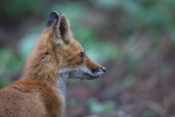 遠くを見つめるキタキツネ