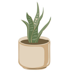 Snake plant in a pot