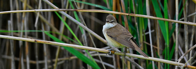 Great reed warbler // Drosselrohrsänger (Acrocephalus arundinaceus) - Lake Kerkini, Greece