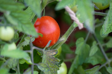 close-up of tomato on the plant vine