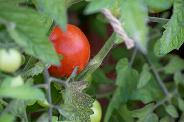 close-up of tomato on the plant vine