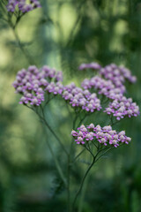 close-up of flowering Yarrow, achillea millefolium in violet pink, purple