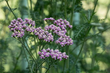 close-up of flowering Yarrow, achillea millefolium in violet pink, purple