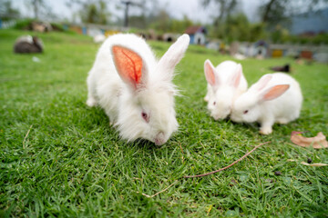 Group of healthy Lovely bunny fluffy rabbits, Adorable baby rabbit on green garden nature background