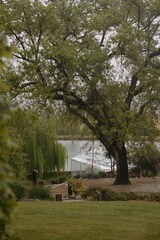 Giant tree with wedding venue