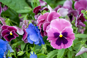 close-up of beautiful summer flowering brightly coloured Pansies (Viola tricolor var. hortensis) © Martin